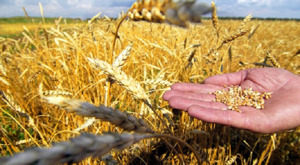 В Азербайджане объявлен прием пшеницы для зернового фонда